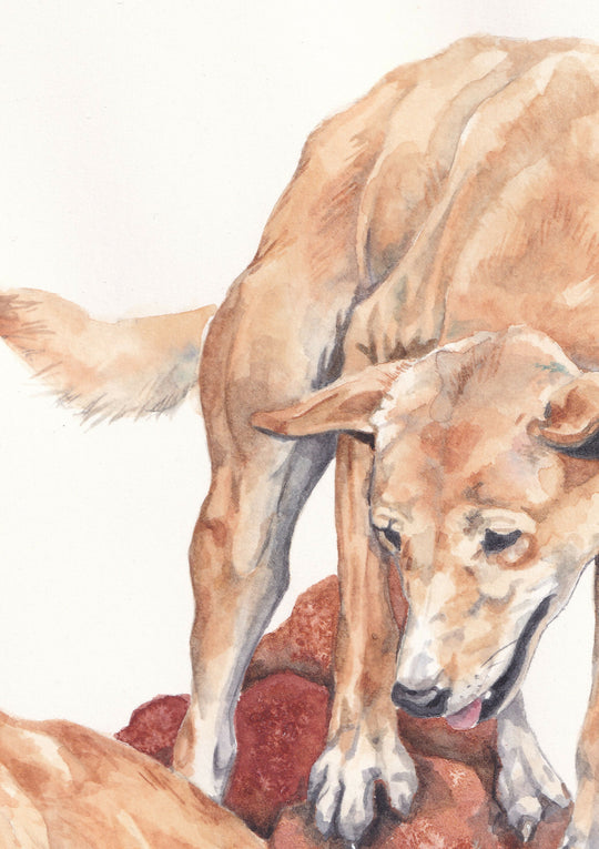 Dingo Rock | Watercolour Painting