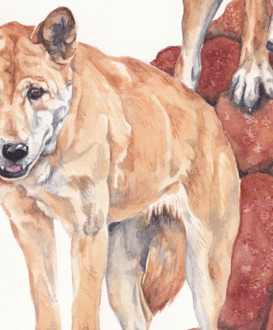 Dingo Rock | Watercolour Painting