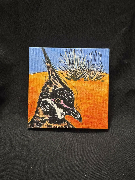 Spinifex Pigeon 1