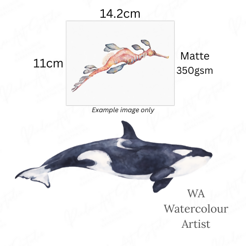Orca | Blank Greeting Card