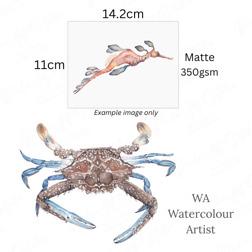 Blue Swimmer Crab | Blank Greeting Card